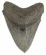 Collector Quality Fossil Megalodon Tooth #47481-1